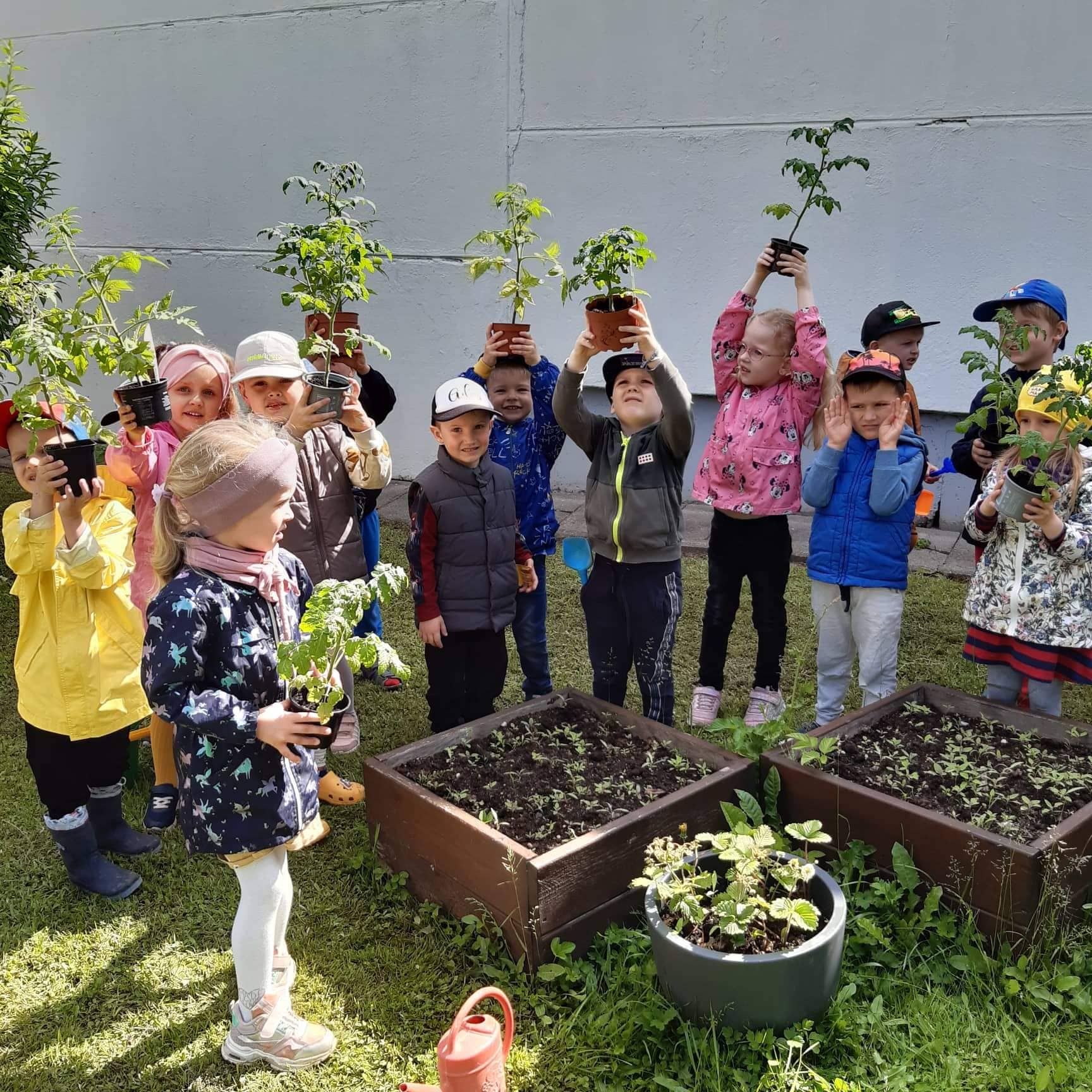 Read more about the article  „Žiogeliai“ sodina pomidorus