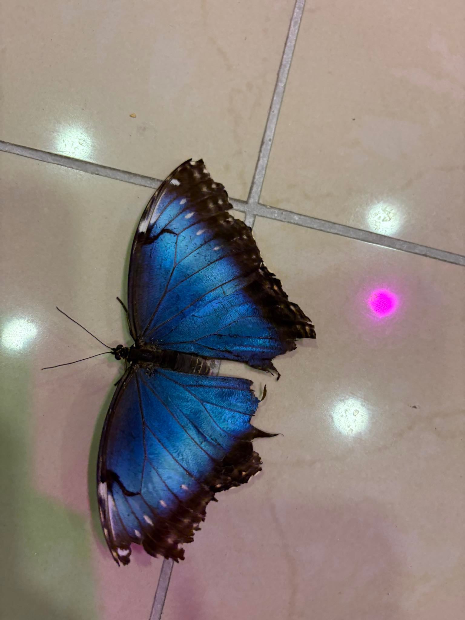 Read more about the article „Bitučių“ gr. vaikai aplankė „Drugelių parodą“